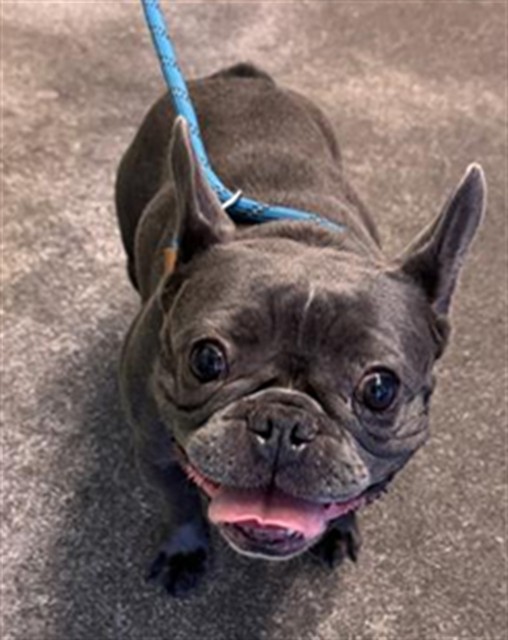 Shelter Stray Female Dog last seen PERALTA AVE & AMERICAN AVE, 2127 Front St, Sacramento, CA 95818, USA