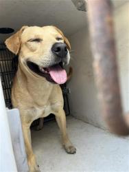 Shelter Stray Male Dog last seen HUSEMAN, 31078 LA-36, Lacombe, LA 70445, USA