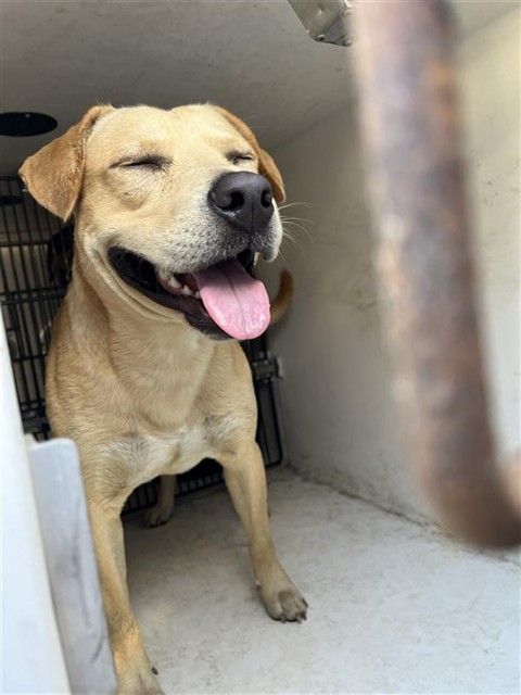 Shelter Stray Male Dog last seen HUSEMAN, 31078 LA-36, Lacombe, LA 70445, USA