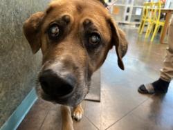 Shelter Stray Male Dog last seen HWY 41 DOLLAR GENERAL PR, 31078 LA-36, Lacombe, LA 70445, USA