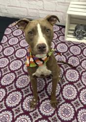 Shelter Stray Female Dog last seen Near BLOCK OHIO ST, DETROIT MI 48238, 1431 E Ferry St, Detroit, MI 48211, USA