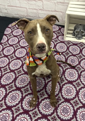 Shelter Stray Female Dog last seen Near BLOCK OHIO ST, DETROIT MI 48238, 1431 E Ferry St, Detroit, MI 48211, USA