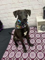 Shelter Stray Male Dog last seen Near BLOCK E OUTER DR, DETROIT MI 48234, 1431 E Ferry St, Detroit, MI 48211, USA