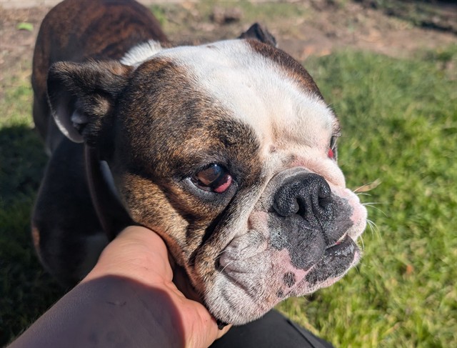 Shelter Stray Female Dog last seen Near BLOCK W BAYAUD AVE, DENVER CO 80223, 1241 W Bayaud Ave, Denver, CO 80223, USA