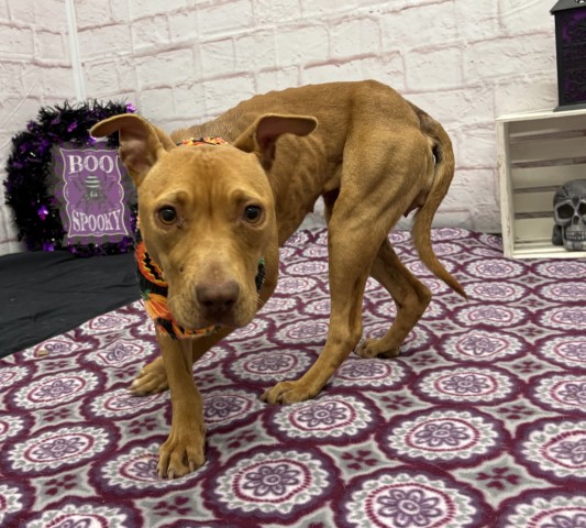 Shelter Stray Female Dog last seen Near BLOCK HEYDEN ST, DETROIT MI 48228, 1431 E Ferry St, Detroit, MI 48211, USA