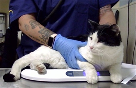 Shelter Stray Male Cat last seen Near BLOCK N TENNYSON ST, DENVER CO 80204, 1241 W Bayaud Ave, Denver, CO 80223, USA