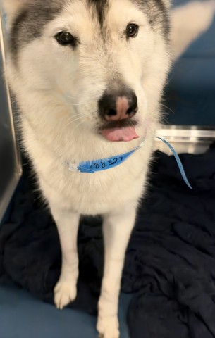 Shelter Stray Male Dog last seen Near BLOCK COURVILLE DETROIT MI,48224, 1431 E Ferry St, Detroit, MI 48211, USA