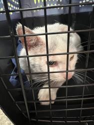 Shelter Stray Male Cat last seen Near BLOCK KINGSTON AVE, 3528 Newburg Rd, Louisville, KY 40218, USA