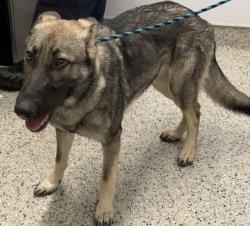 Shelter Stray Female Dog last seen Near BLOCK DRAGOON ST, DETROIT, MI 48209, 1431 E Ferry St, Detroit, MI 48211, USA