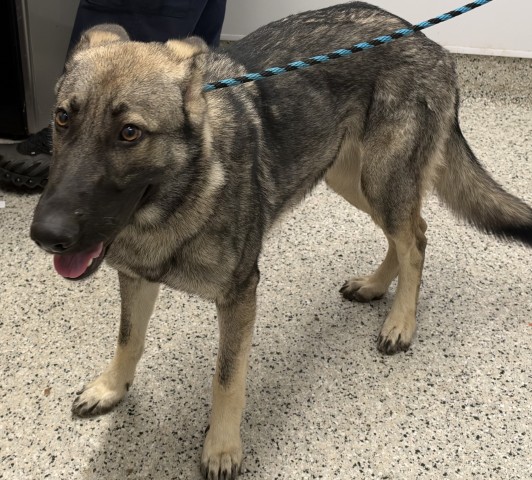 Shelter Stray Female Dog last seen Near BLOCK DRAGOON ST, DETROIT, MI 48209, 1431 E Ferry St, Detroit, MI 48211, USA