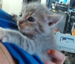 Shelter Stray Female Cat last seen Near BLOCK BURNT CEDAR LN, 3528 Newburg Rd, Louisville, KY 40218, USA