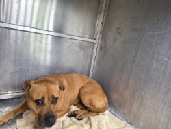 Shelter Stray Female Dog last seen Near BLOCK WHITCOMB ST, DETROIT, MI, 1431 E Ferry St, Detroit, MI 48211, USA