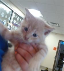 Shelter Stray Male Cat last seen Near BLOCK BURNT CEDAR LN, 3528 Newburg Rd, Louisville, KY 40218, USA
