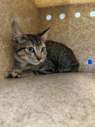 Shelter Stray Male Cat last seen ALAMANCE COUNTY, 221 Stone Quarry Rd, Burlington, NC 27217, USA