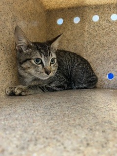 Shelter Stray Male Cat last seen ALAMANCE COUNTY, 221 Stone Quarry Rd, Burlington, NC 27217, USA