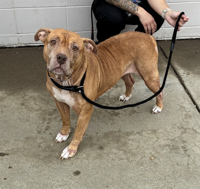 Shelter Stray Female Dog last seen Near BLOCK GRIFFITHS AVENUE, 3528 Newburg Rd, Louisville, KY 40218, USA