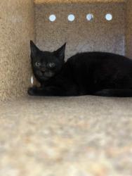Shelter Stray Female Cat last seen ALAMANCE COUNTY, 221 Stone Quarry Rd, Burlington, NC 27217, USA