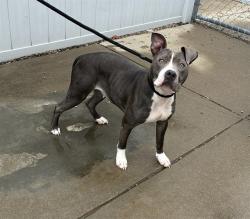 Shelter Stray Female Dog last seen Near BLOCK W LEE ST, 3528 Newburg Rd, Louisville, KY 40218, USA
