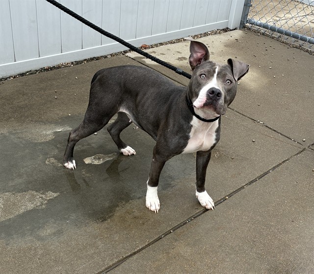 Shelter Stray Female Dog last seen Near BLOCK W LEE ST, 3528 Newburg Rd, Louisville, KY 40218, USA