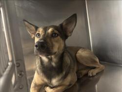 Shelter Stray Female Dog last seen , 957 N Gaffey St, San Pedro, CA 90731, USA