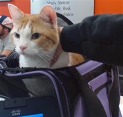 Shelter Stray Male Cat last seen Near BLOCK WHITE PLANES COURT, 3528 Newburg Rd, Louisville, KY 40218, USA