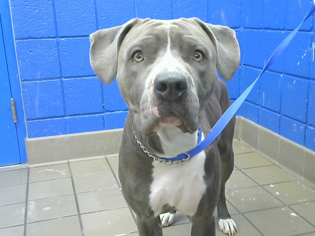 Shelter Stray Female Dog last seen Near BLOCK PRINCETON DR NE, 8920 Lomas Blvd NE, Albuquerque, NM 87112, USA