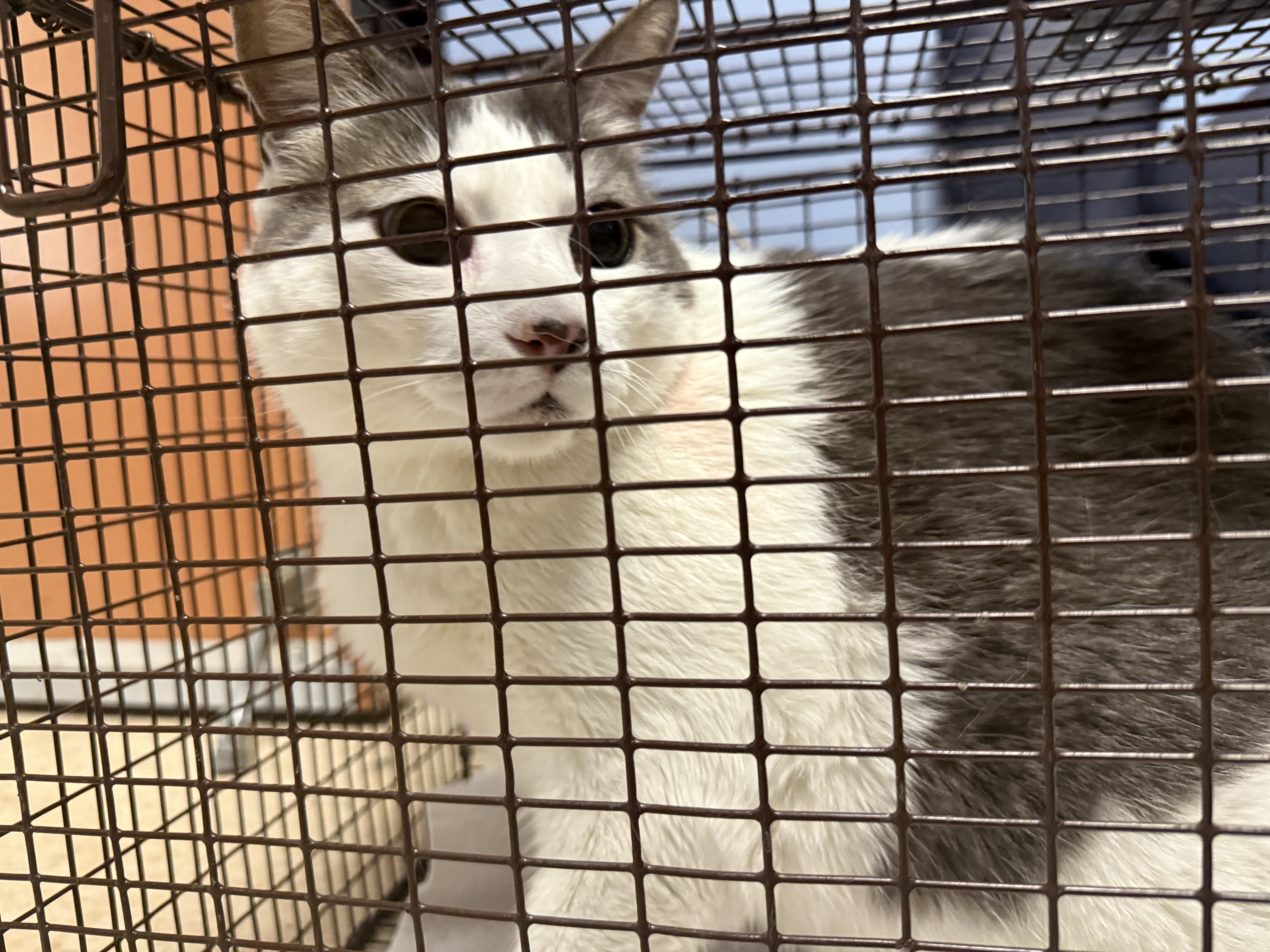 Shelter Stray Male Cat last seen , 957 N Gaffey St, San Pedro, CA 90731, USA