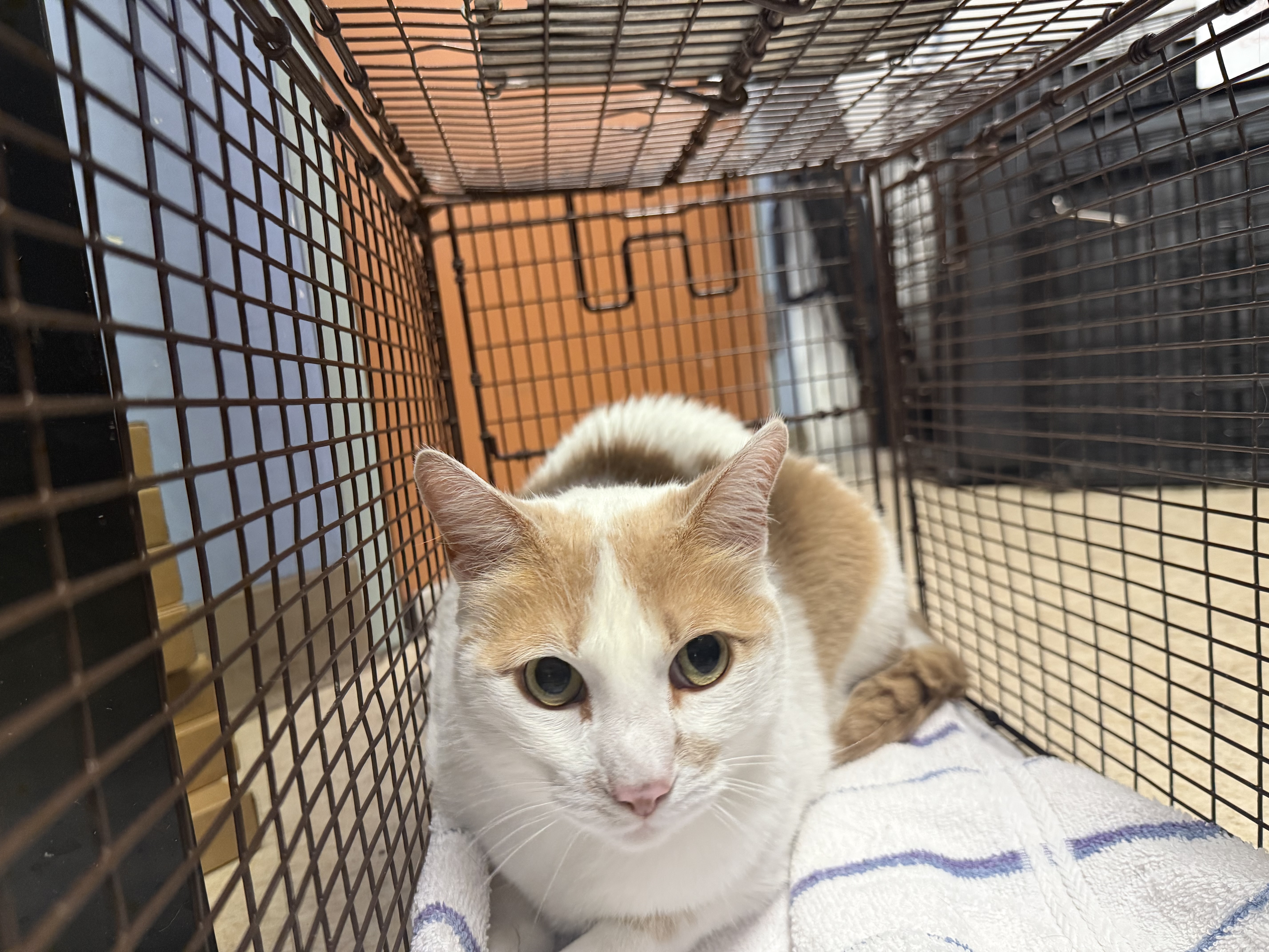 Shelter Stray Male Cat last seen , 957 N Gaffey St, San Pedro, CA 90731, USA