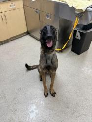 Shelter Stray Female Dog last seen VAN BUREN \ DAUCHEY ST, RIVERSIDE, CA, 6851 Van Buren Boulevard, Jurupa Valley, CA 92509, USA