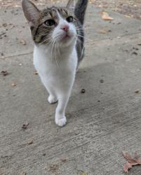 Found/Stray Female Cat last seen Pearl and normandy, Middleburg Heights, OH 44130