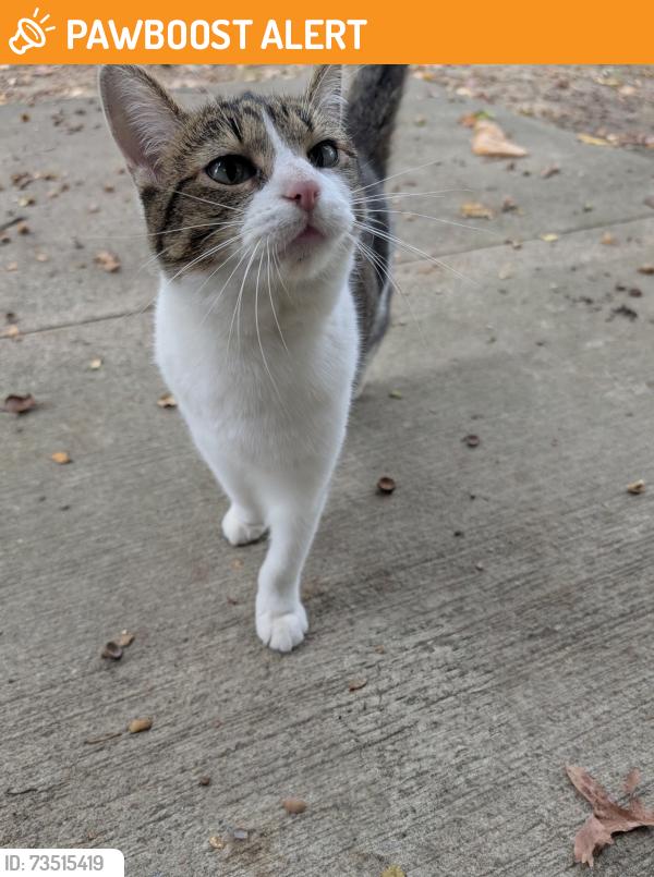 Found/Stray Female Cat last seen Pearl and normandy, Middleburg Heights, OH 44130