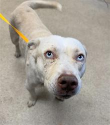 Shelter Stray Male Dog last seen Near BLOCK CHICO DR, PERRIS, CA, 6851 Van Buren Boulevard, Jurupa Valley, CA 92509, USA