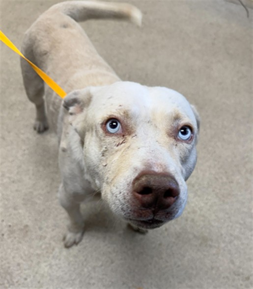 Shelter Stray Male Dog last seen Near BLOCK CHICO DR, PERRIS, CA, 6851 Van Buren Boulevard, Jurupa Valley, CA 92509, USA