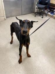 Shelter Stray Male Dog last seen Near BLOCK VAN BUREN BLVD, JURUPA VALLEY CA 92509, 6851 Van Buren Boulevard, Jurupa Valley, CA 92509, USA