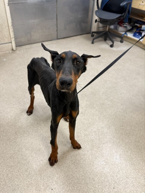 Shelter Stray Male Dog last seen Near BLOCK VAN BUREN BLVD, JURUPA VALLEY CA 92509, 6851 Van Buren Boulevard, Jurupa Valley, CA 92509, USA