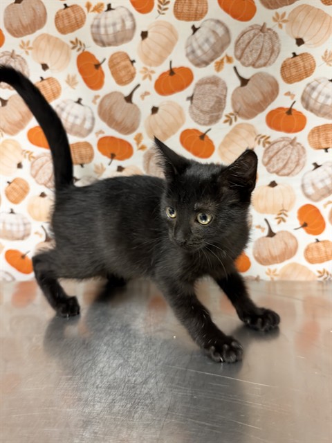Shelter Stray Female Cat last seen Near BLOCK MAGNOLIA AVE, RIVERSIDE CA 92504, 6851 Van Buren Boulevard, Jurupa Valley, CA 92509, USA