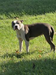 Found/Stray Unknown Dog last seen Near Cypress Tree Drive, Fairmount Heights, MD 20743