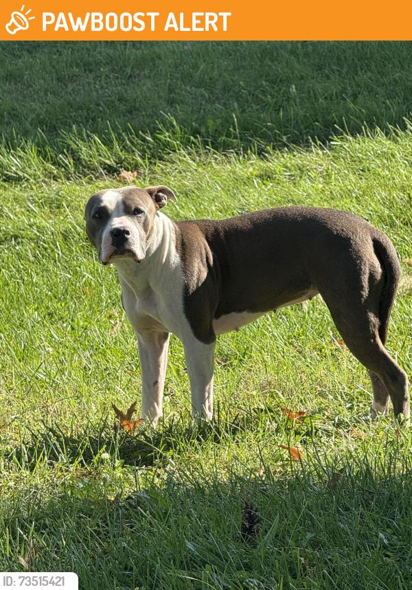 Found/Stray Unknown Dog last seen Near Cypress Tree Drive, Fairmount Heights, MD 20743