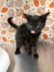 Shelter Stray Female Cat last seen Near BLOCK MAGNOLIA AVE, RIVERSIDE CA 92504, 6851 Van Buren Boulevard, Jurupa Valley, CA 92509, USA