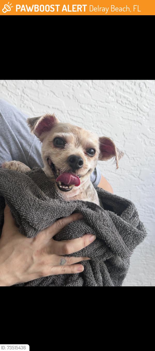 Found/Stray Male Dog last seen Carver, Delray Beach, FL 33445