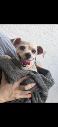 Found/Stray Male Dog last seen Carver, Delray Beach, FL 33445