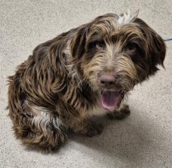 Shelter Stray Male Dog last seen Near BLOCK HOUGHTON RD, BAKERSFIELD CA 93311, 3951 Fruitvale Ave, Bakersfield, CA 93308, USA