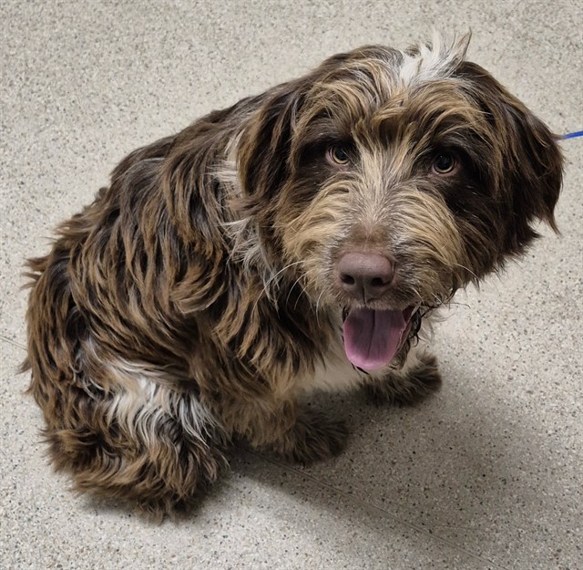 Shelter Stray Male Dog last seen Near BLOCK HOUGHTON RD, BAKERSFIELD CA 93311, 3951 Fruitvale Ave, Bakersfield, CA 93308, USA