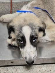 Shelter Stray Male Dog last seen Near BLOCK HOUGHTON RD, BAKERSFIELD CA 93311, 3951 Fruitvale Ave, Bakersfield, CA 93308, USA