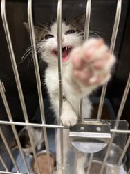 Shelter Stray Female Cat last seen Near BLOCK S REDWOOD RD, WEST VALLEY CITY UT 84119, 4522 W 3500 S, West Valley City, UT 84120, USA