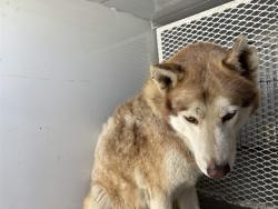 Shelter Stray Male Dog last seen Near BLOCK S O ST, BAKERSFIELD CA 93304, 3951 Fruitvale Ave, Bakersfield, CA 93308, USA