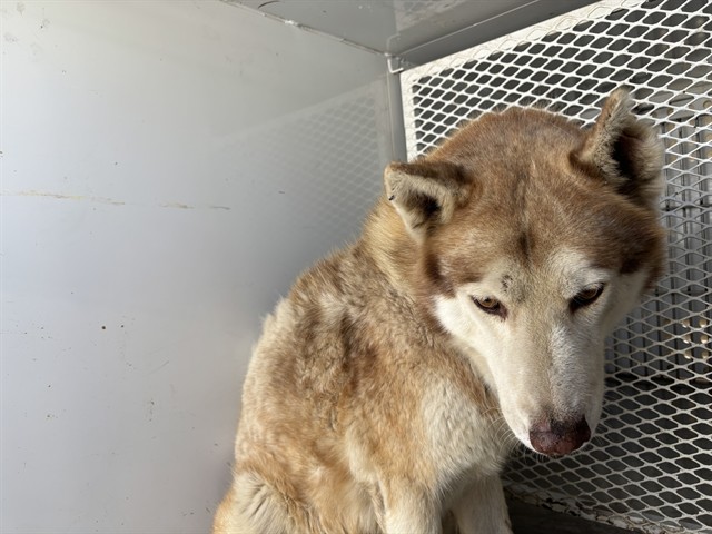 Shelter Stray Male Dog last seen Near BLOCK S O ST, BAKERSFIELD CA 93304, 3951 Fruitvale Ave, Bakersfield, CA 93308, USA