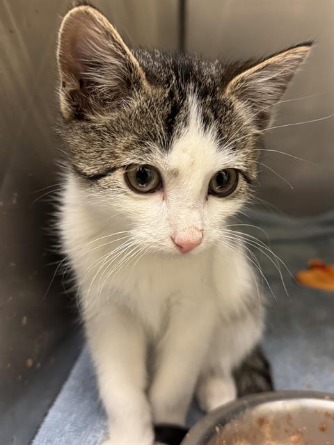 Shelter Stray Male Cat last seen Near BLOCK S REDWOOD RD, WEST VALLEY CITY UT 84119, 4522 W 3500 S, West Valley City, UT 84120, USA