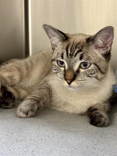Shelter Stray Female Cat last seen Near BLOCK W 4660 S, 4522 W 3500 S, West Valley City, UT 84120, USA