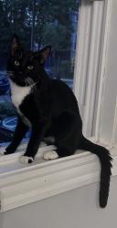 Reunited Male Cat last seen Near Vinson St, Boston, MA 02124, USA, Boston, MA 02124